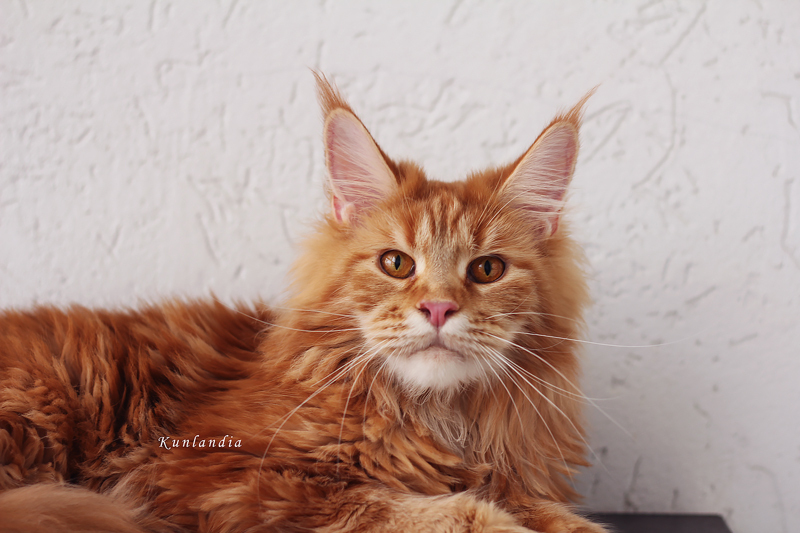 Кошка Катерина