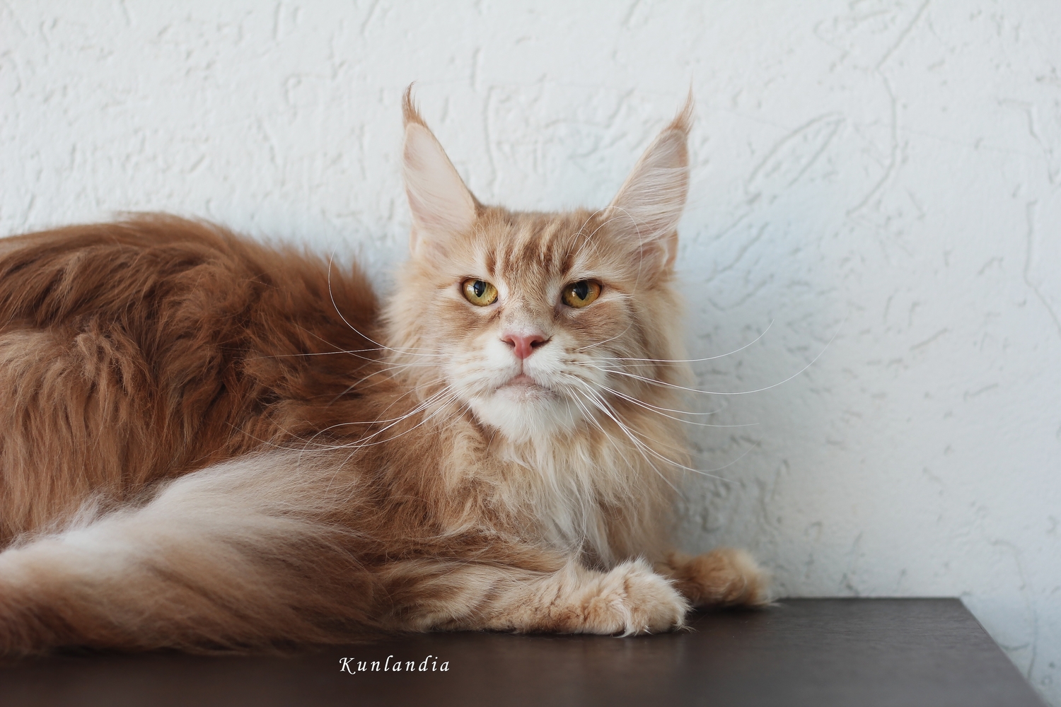 Кошечка Вита